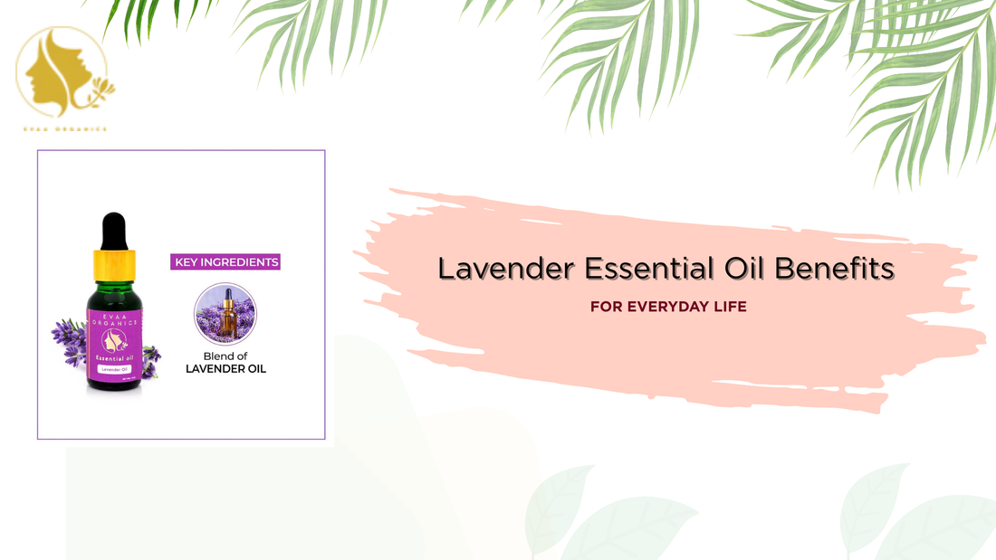 Lavender Essential Oil Benefits for Everyday Life